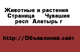  Животные и растения - Страница 2 . Чувашия респ.,Алатырь г.